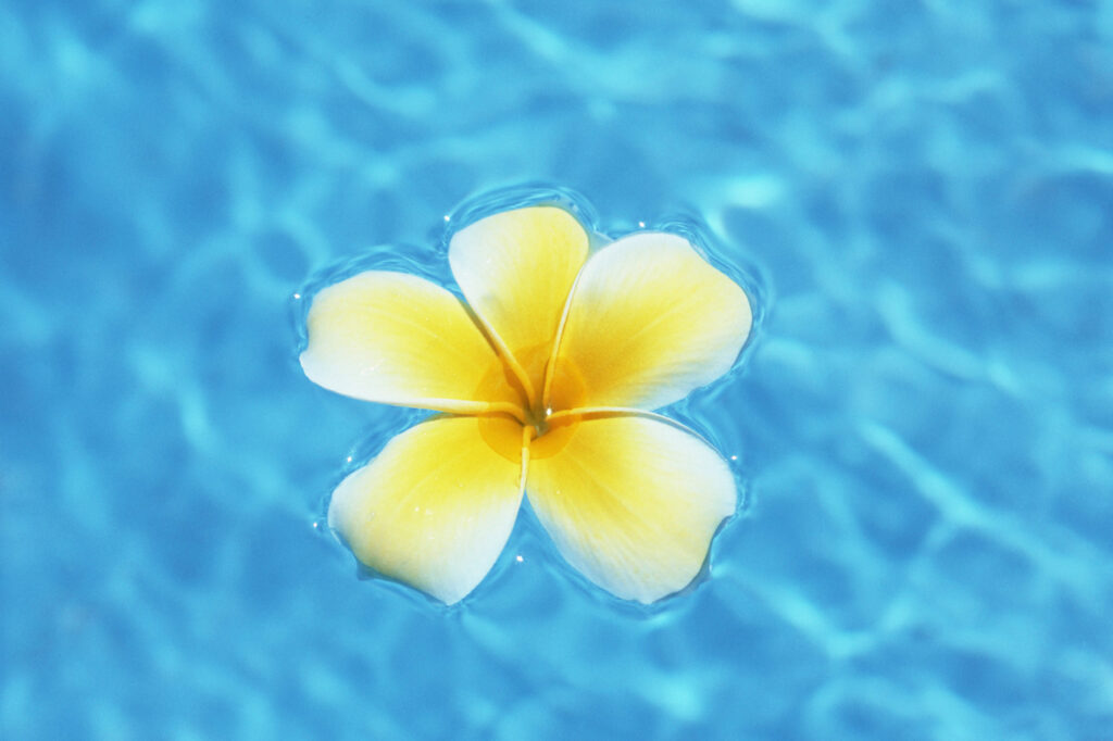 水面に浮かぶプルメリアの花