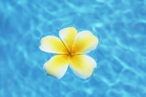 水面に浮かぶプルメリアの花
